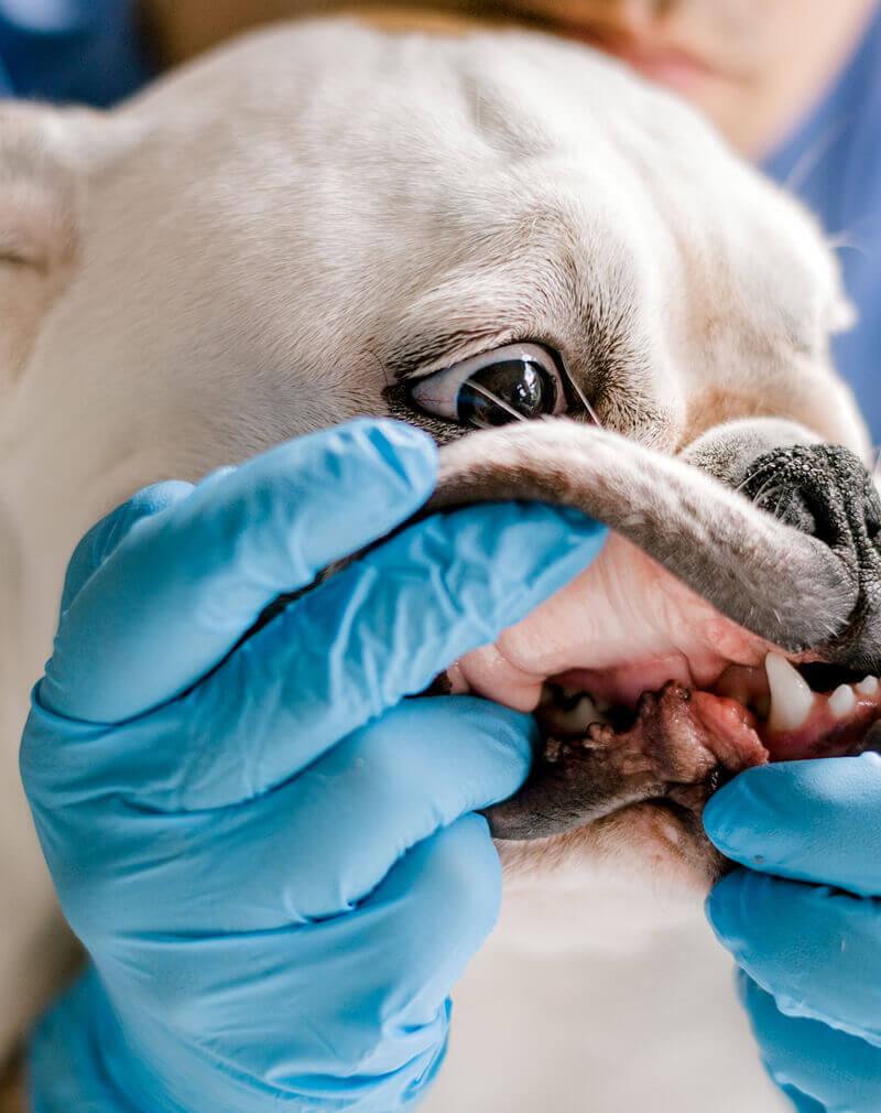 pet-grooming-14