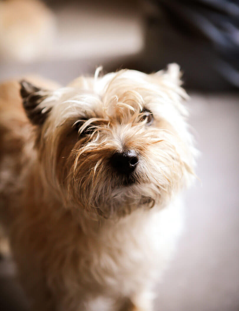pet-grooming-15